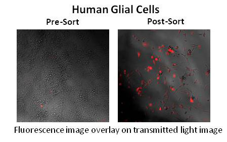 human-glial-cells.jpg
